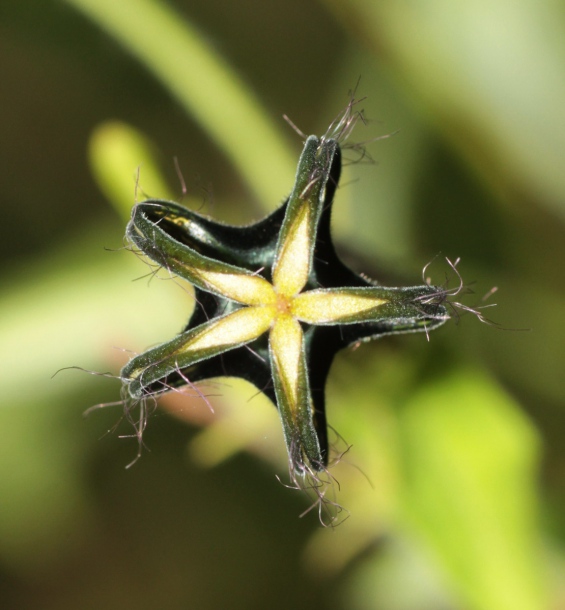 Image of Ceropegia meyeri specimen.