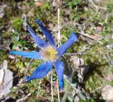 Pulsatilla patens