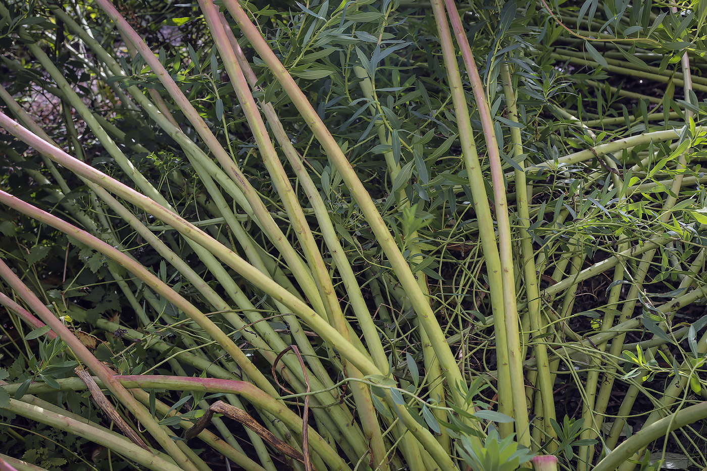 Image of genus Euphorbia specimen.