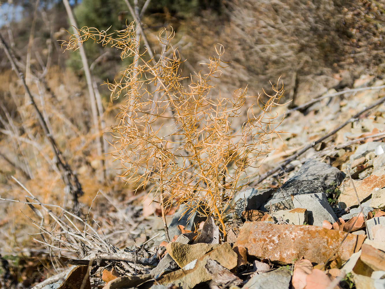 Изображение особи Asparagus verticillatus.