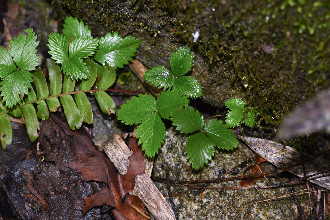 Изображение особи Fragaria vesca.