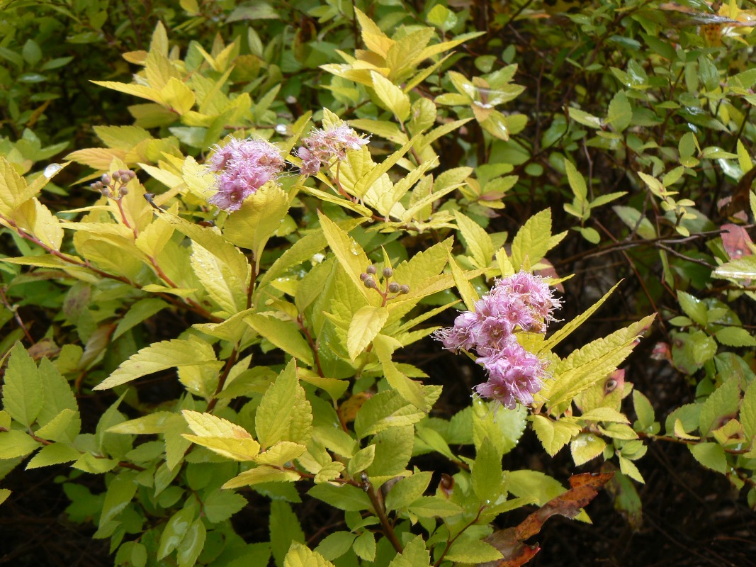 Image of Spiraea japonica specimen.