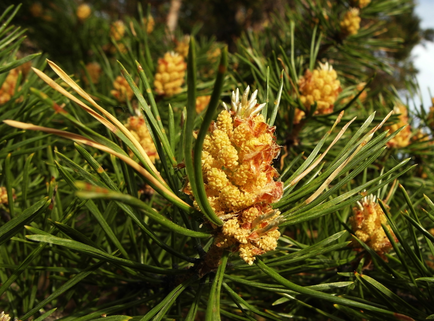 Image of Pinus sylvestris specimen.