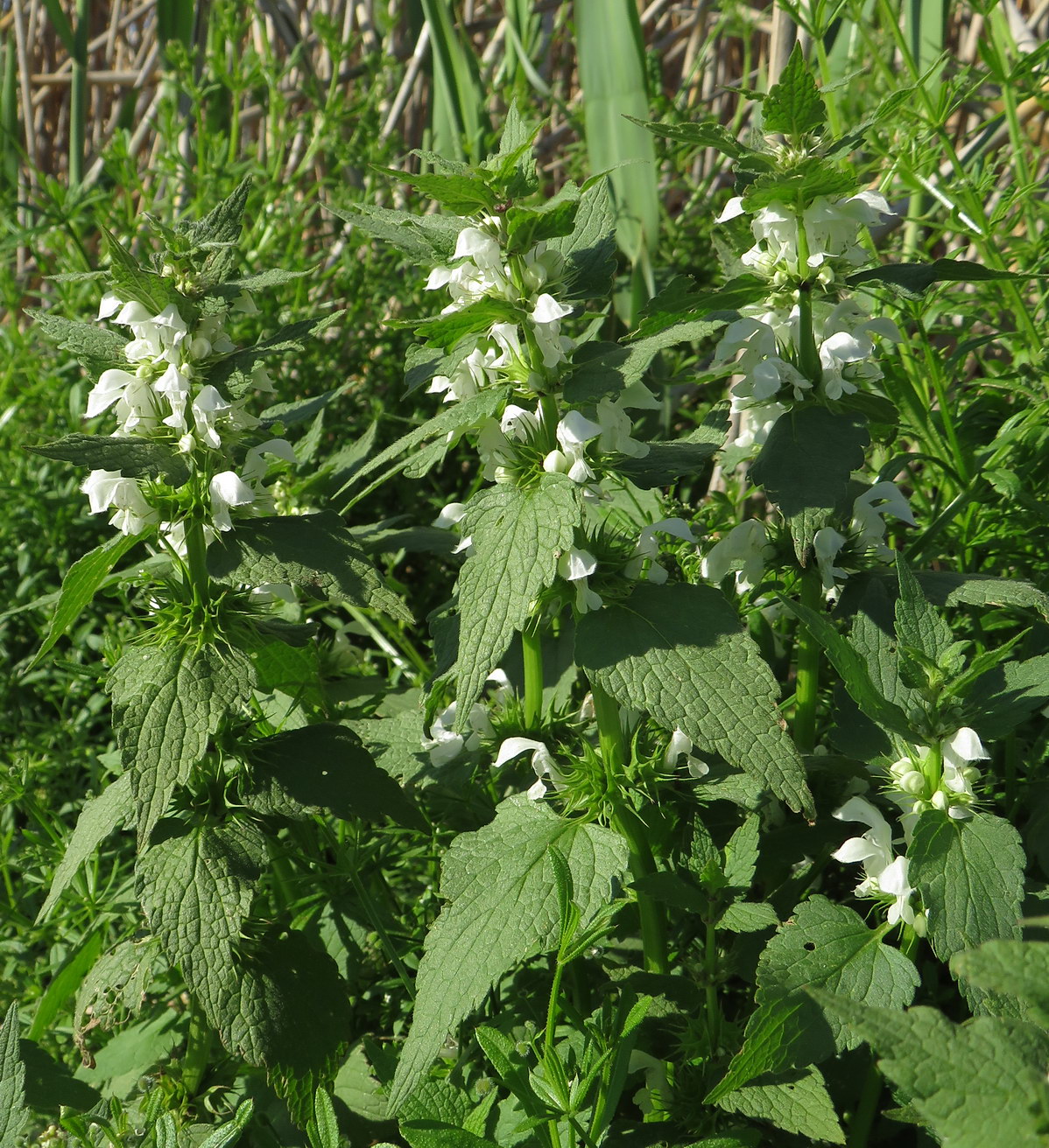 Image of Lamium album specimen.