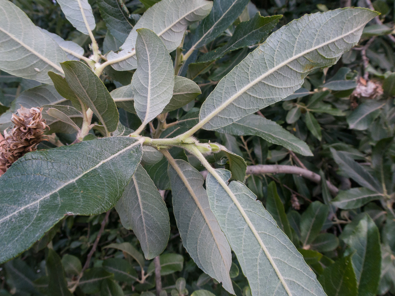 Изображение особи Salix cinerea.