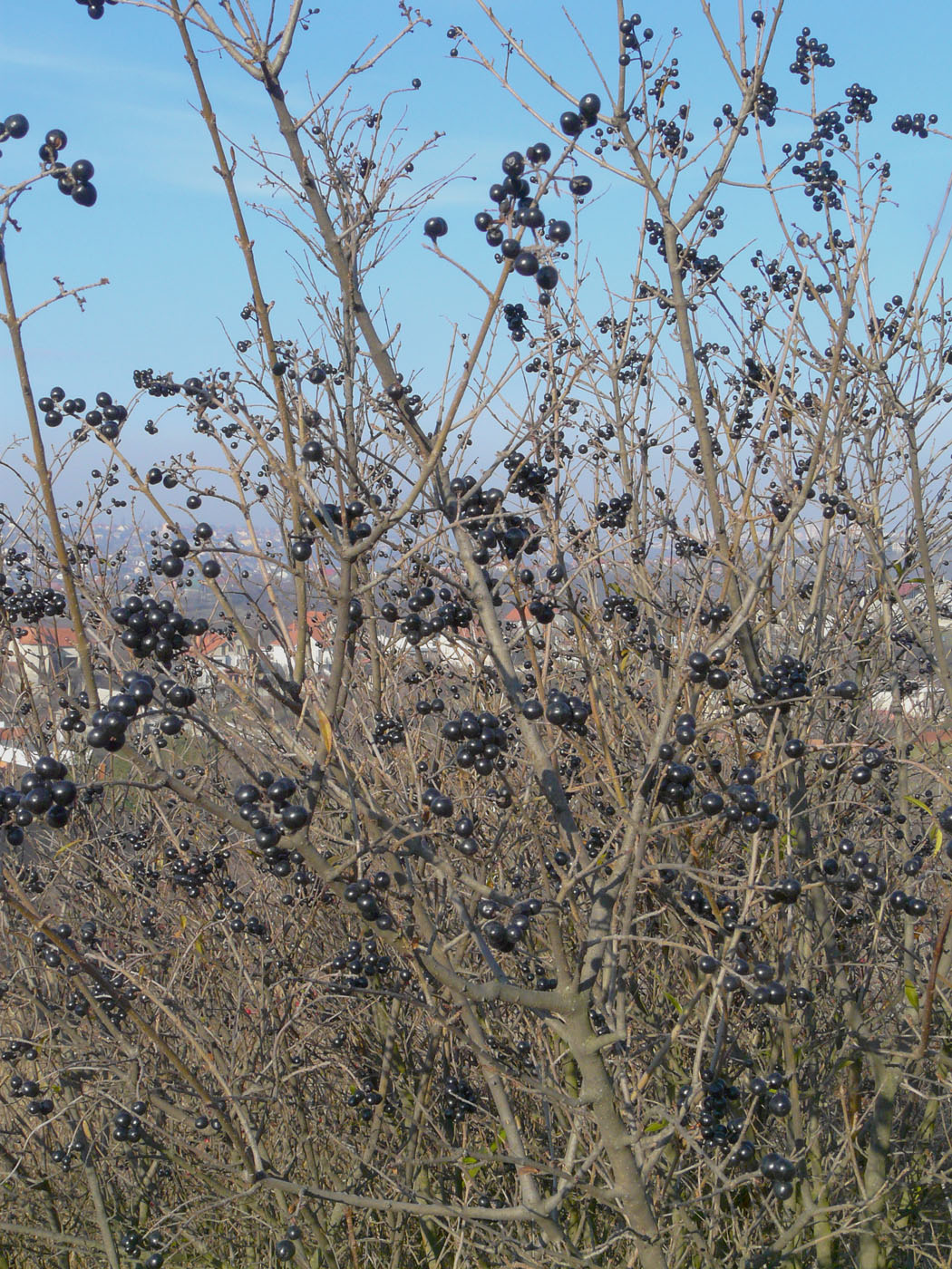 Image of Ligustrum vulgare specimen.