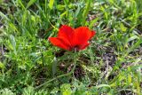 Anemone coronaria