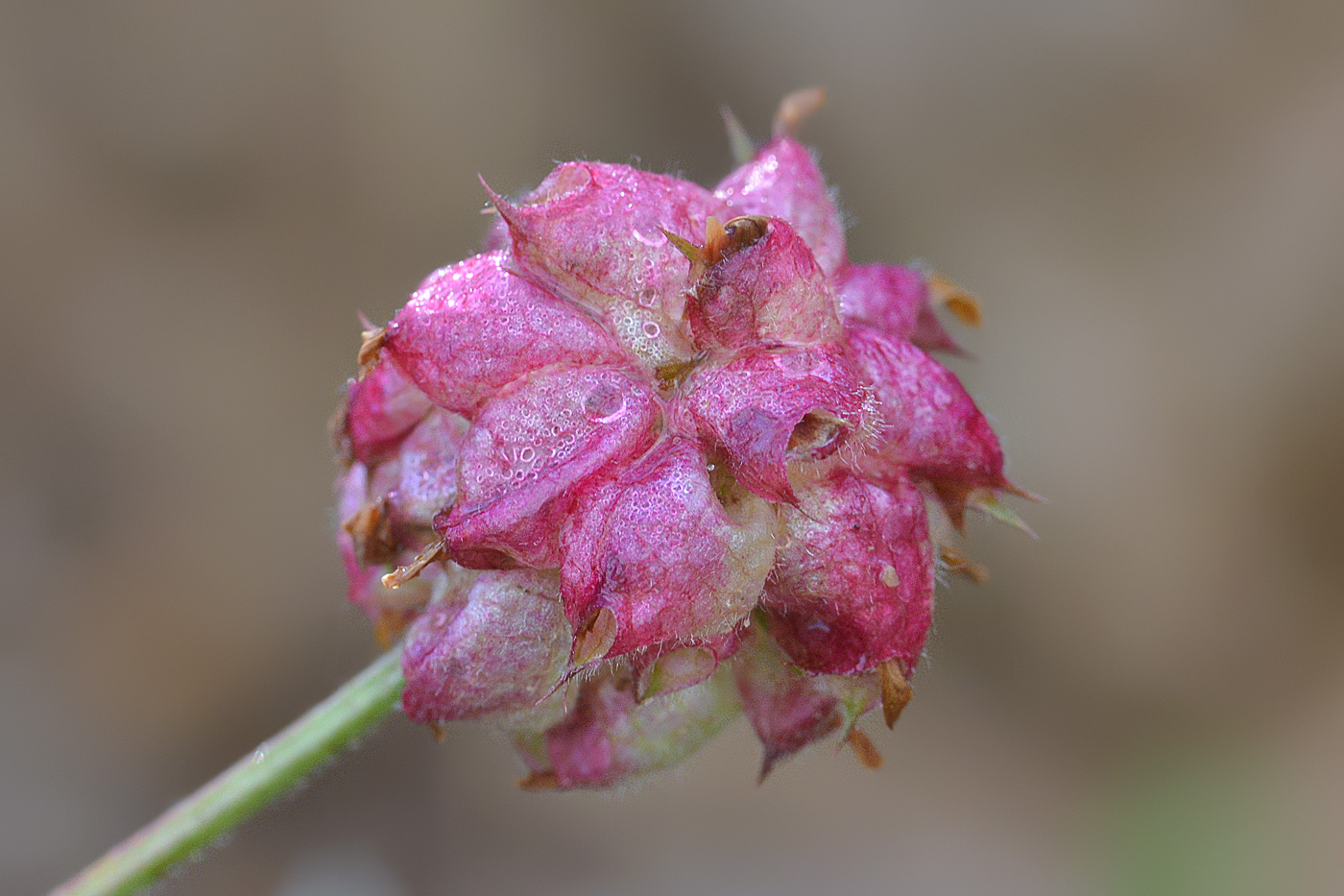 Image of Trifolium raddeanum specimen.