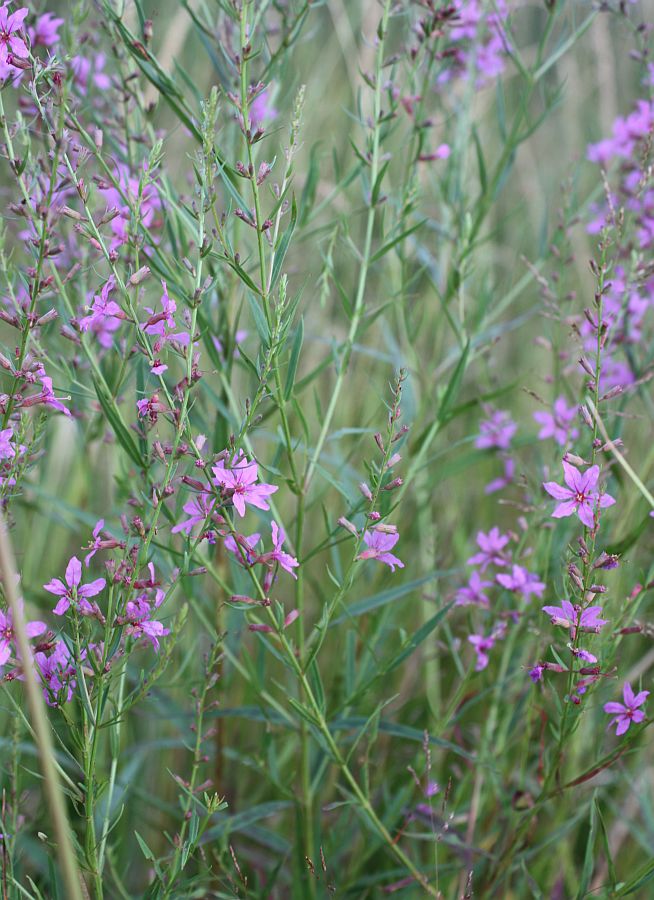 Image of Lythrum virgatum specimen.