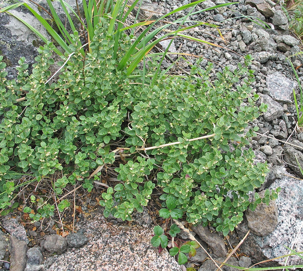 Изображение особи Diplolepis nummulariifolia.