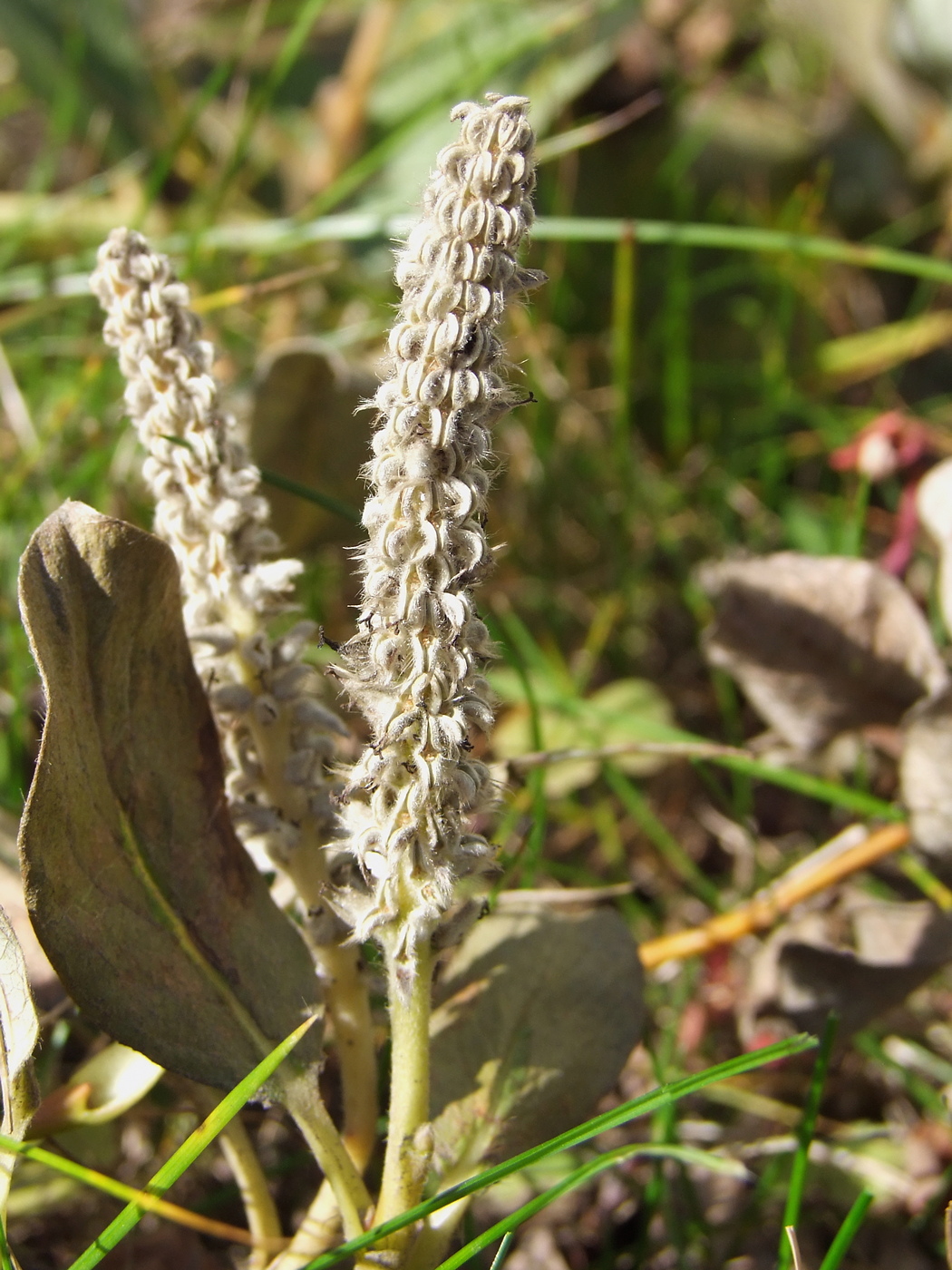 Изображение особи Salix crassijulis.