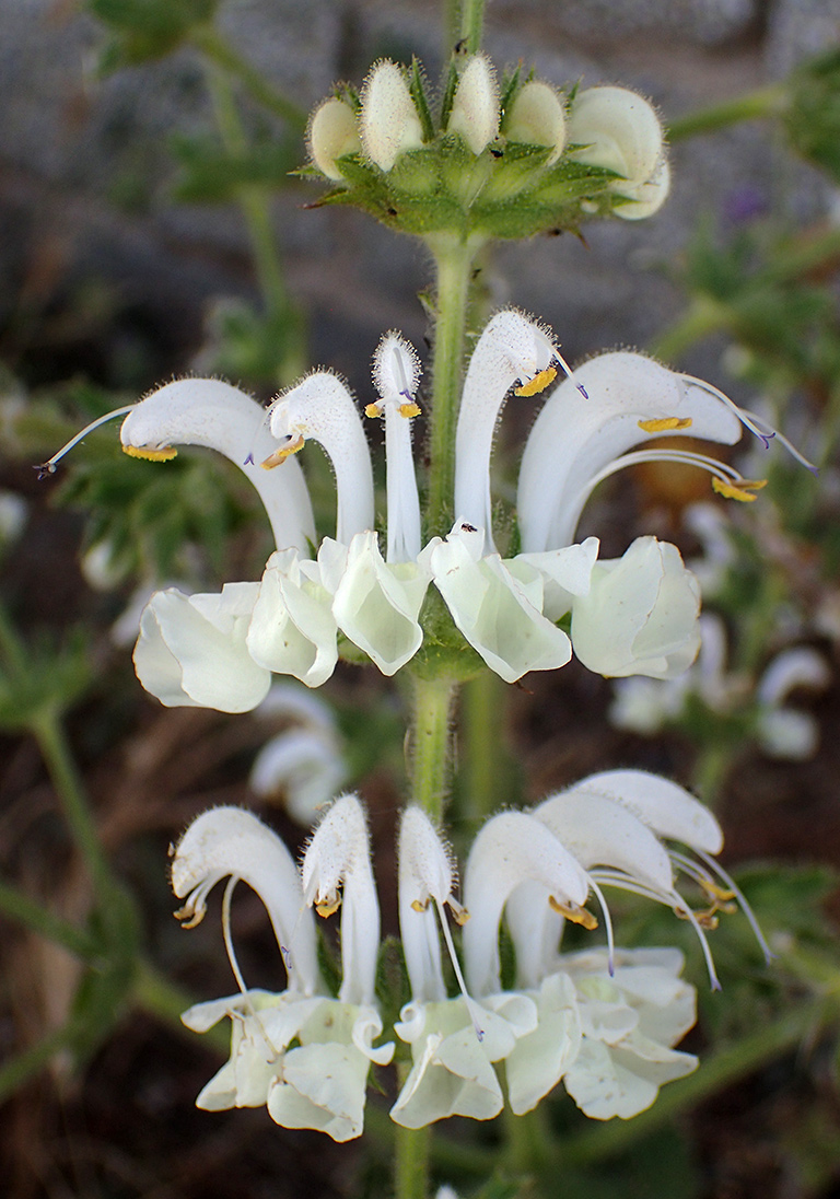 Изображение особи Salvia argentea.