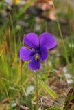 Viola altaica. Цветок. Республика Алтай, Улаганский р-н, окр. озера Узункёль, ок. 1985 м н.у.м. 6 августа 2020 г.