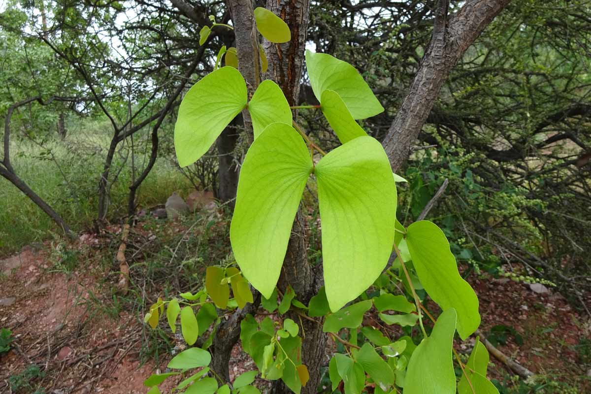 Image of Colophospermum mopane specimen.