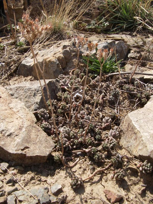 Image of Sedum alberti specimen.