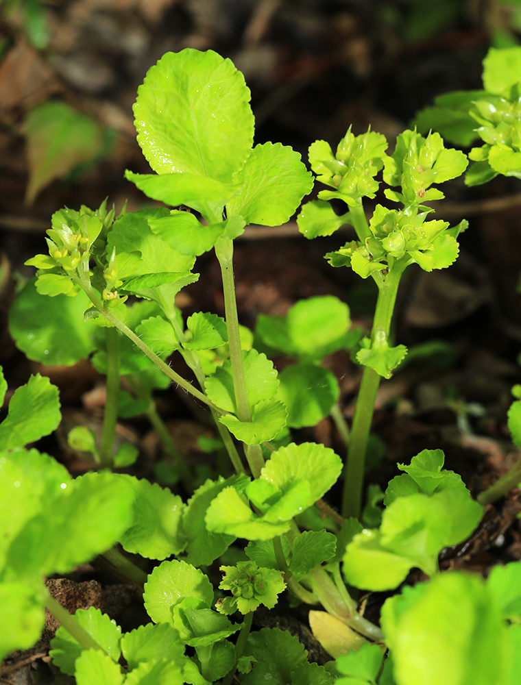 Image of Chrysosplenium pseudofauriei specimen.