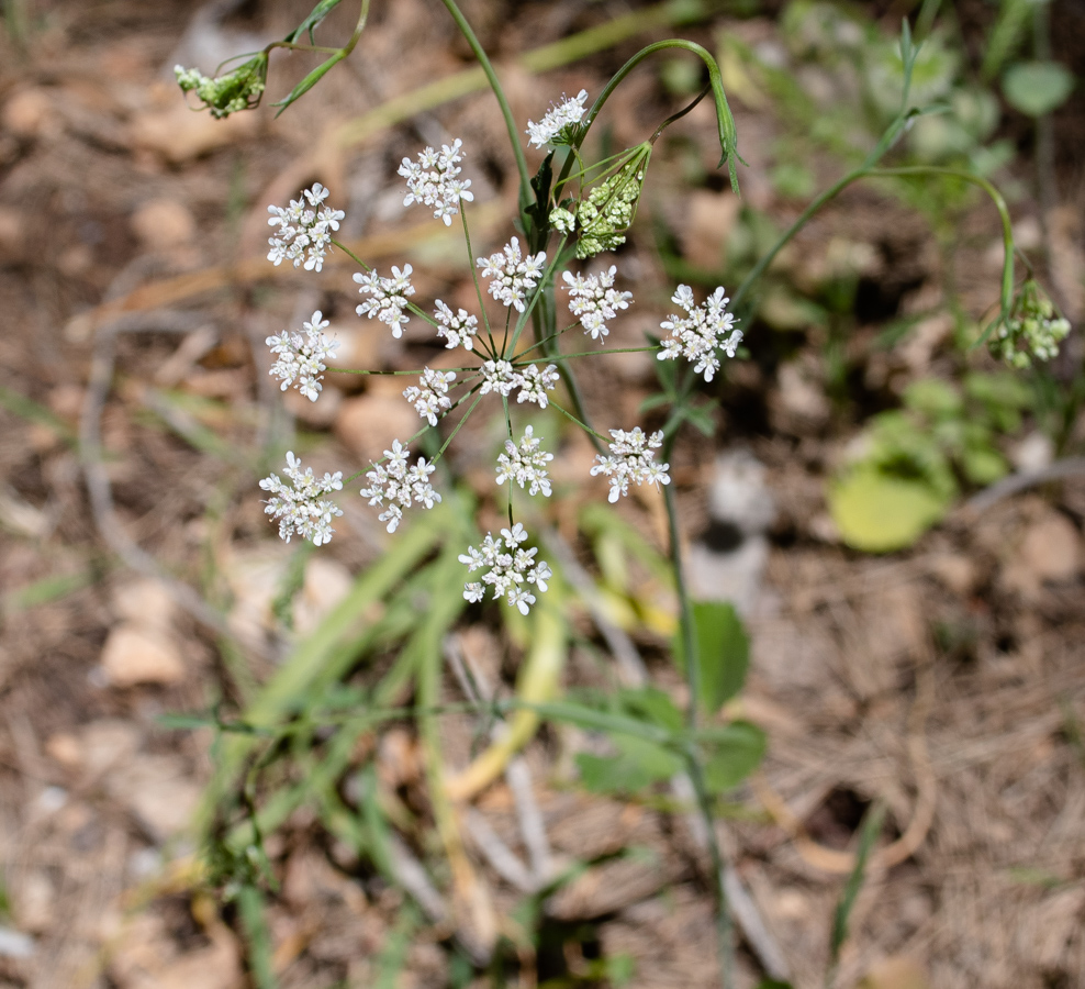 Image of Pimpinella cretica specimen.