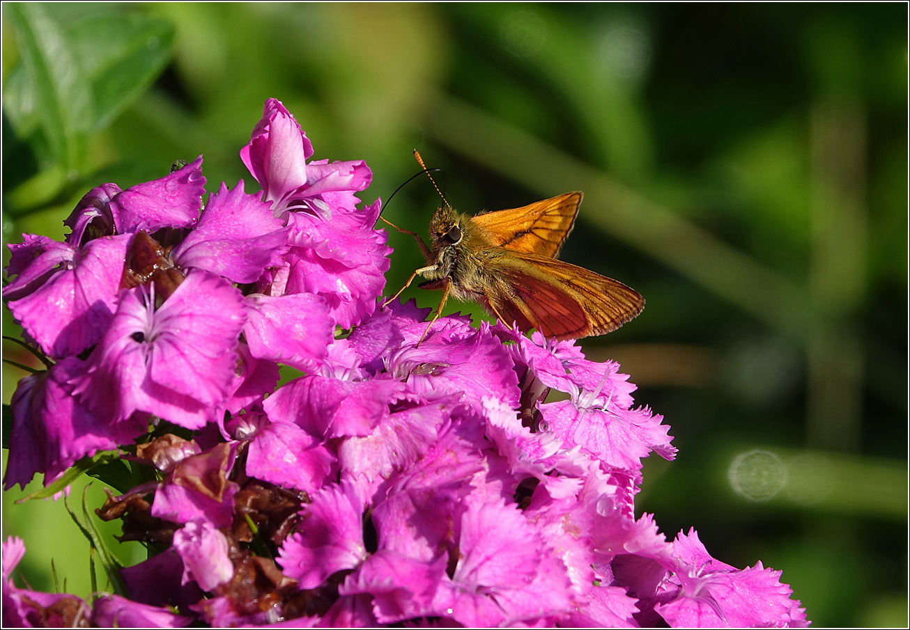 Image of Dianthus barbatus specimen.