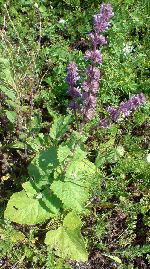 Image of Salvia verticillata specimen.