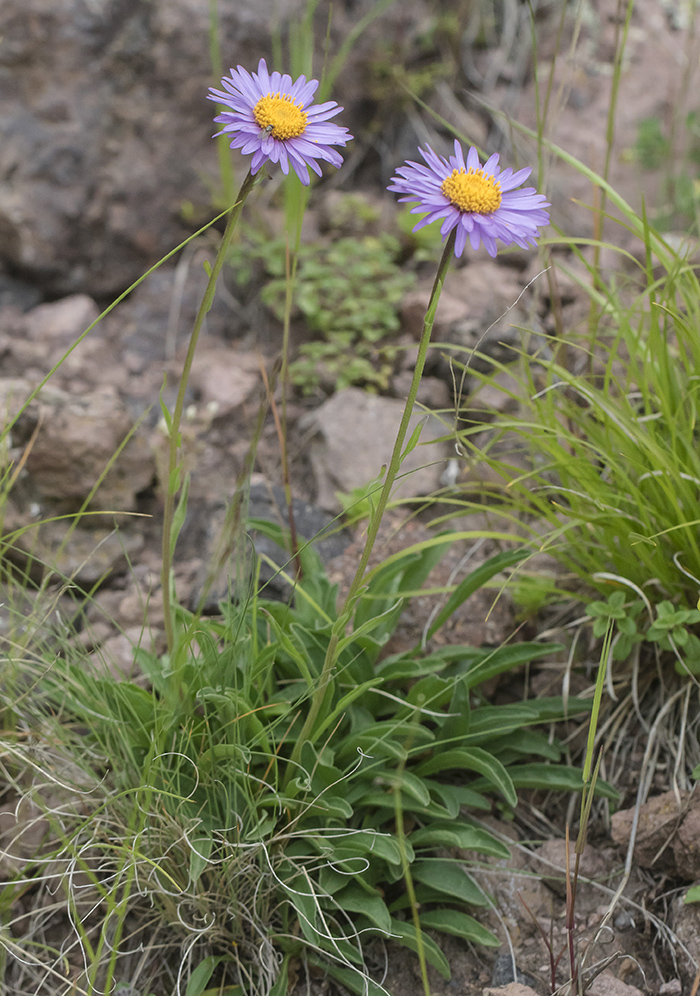 Image of Aster alpinus specimen.