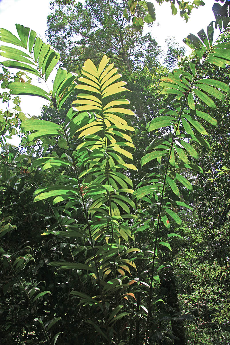 Изображение особи семейство Arecaceae.