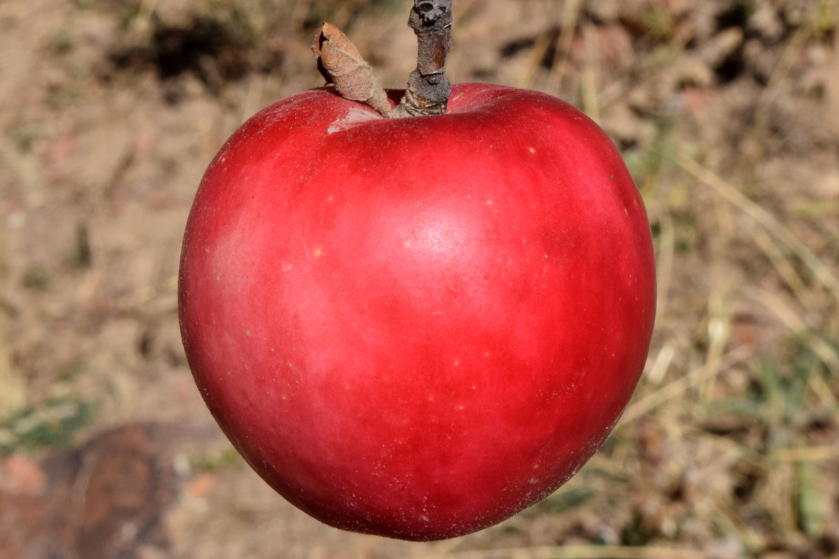 Image of Malus domestica specimen.