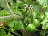 Solanum nigrum подвид schultesii. Плоды. Южный Берег Крыма, пос. Виноградный. 29 ноября 2010 г.