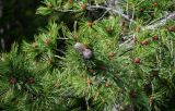 Pinus sibirica. Верхушка ветви с шишками и микростробилами. Красноярский край, Берёзовский р-н, национальный парк \"Красноярские Столбы\", Центральные Столбы, у подножия скалы. 05.06.2022.