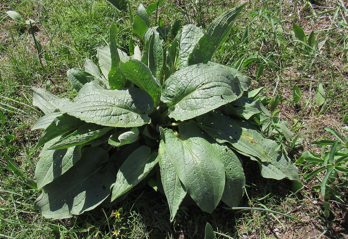 Изображение особи Solenanthus circinnatus.