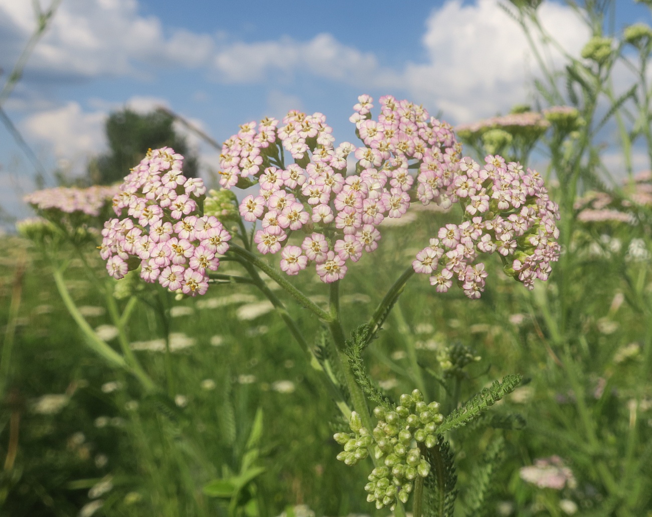 Image of Achillea millefolium specimen.