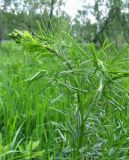 Thalictrum lucidum. Верхушка побега с соцветием в бутонах. Московская обл., Одинцовский р-н, окр. г. Кубинка, сырой луг на опушке леса. 23.05.2010.