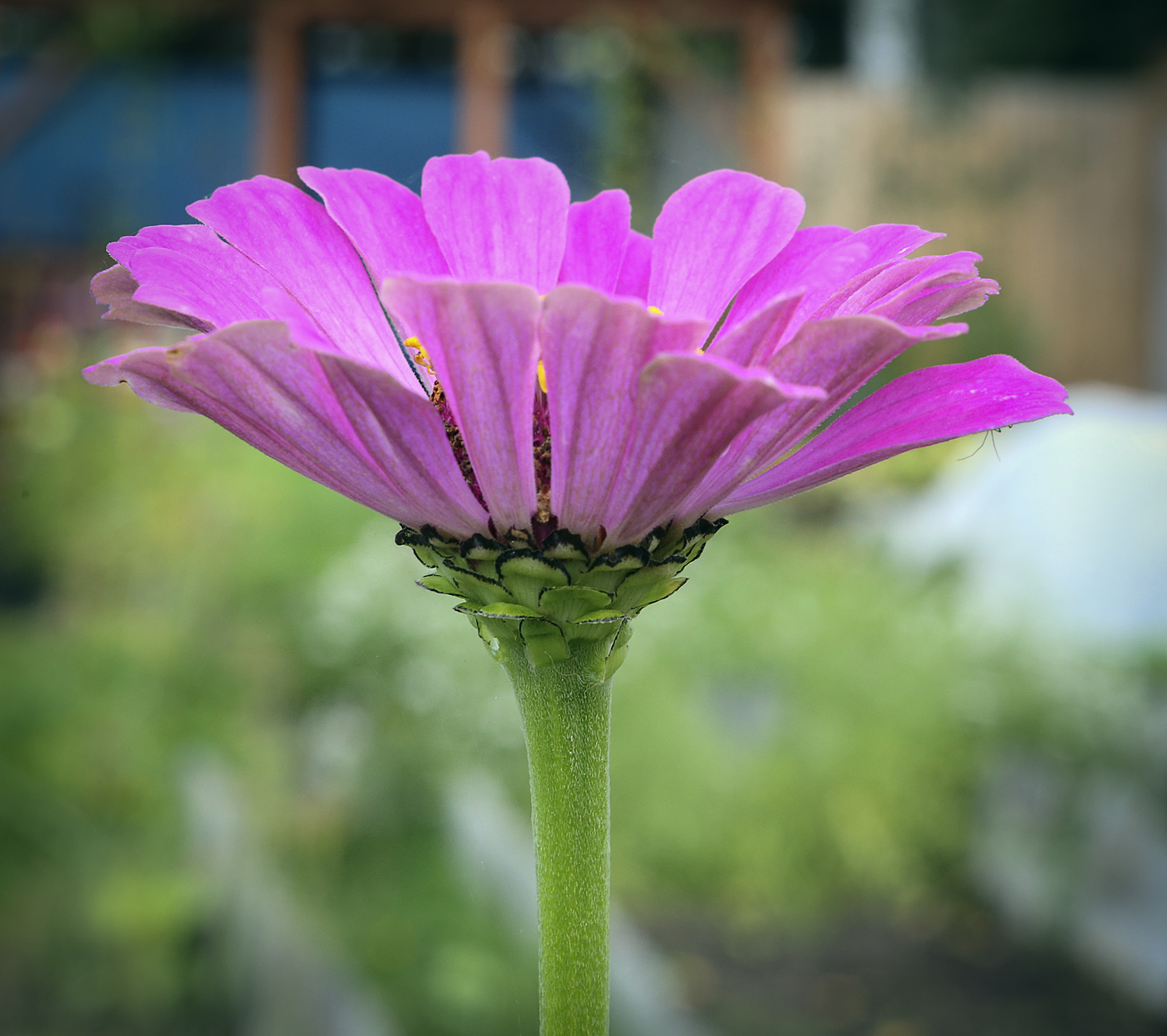 Image of Zinnia elegans specimen.