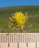 Ranunculus oreophilus