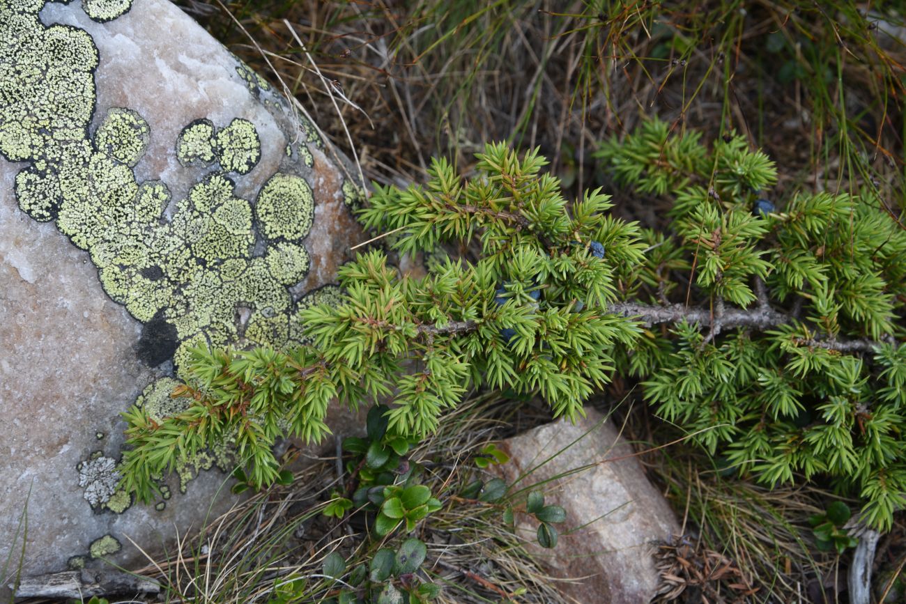 Image of Juniperus sibirica specimen.