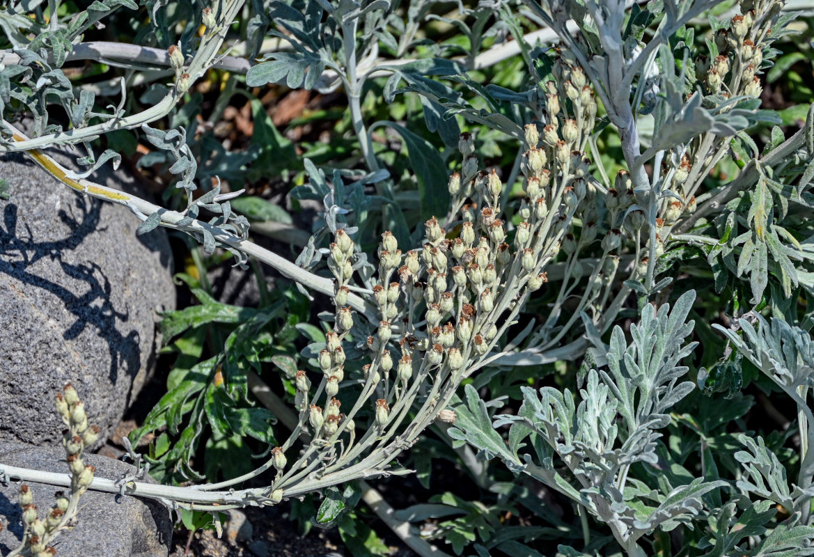 Изображение особи Artemisia stelleriana.