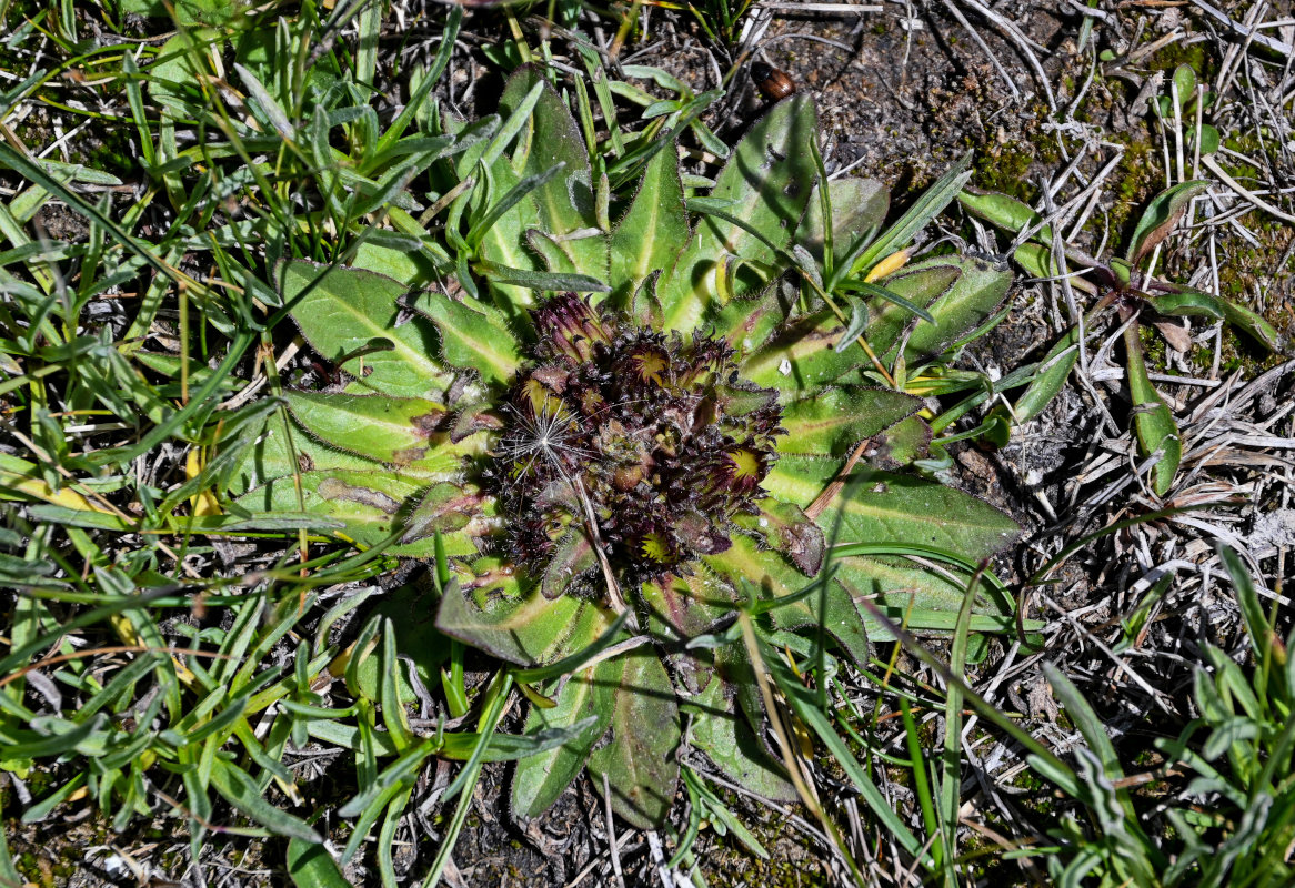 Изображение особи Inula rhizocephala.