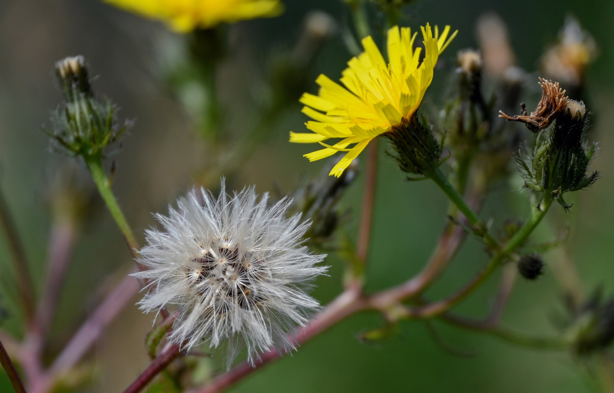 Изображение особи Picris japonica.