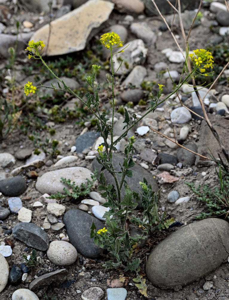 Image of Sisymbrium loeselii specimen.