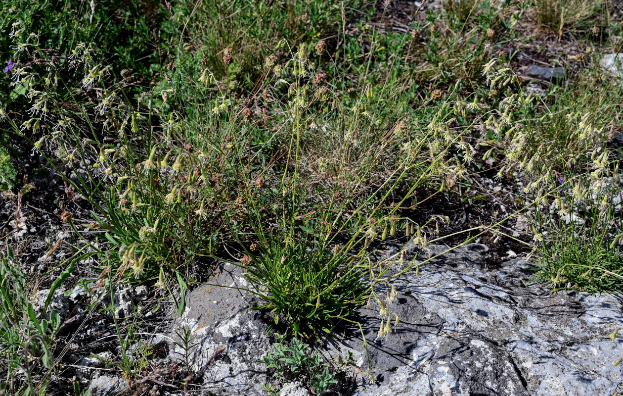 Изображение особи Silene saxatilis.