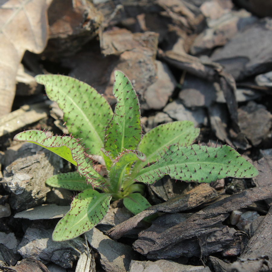 Изображение особи Meconopsis horridula.