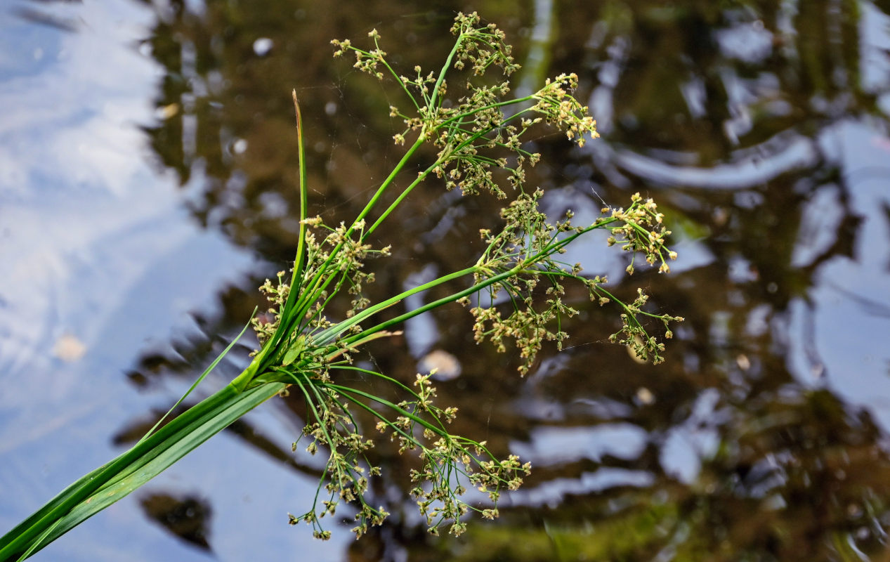 Изображение особи род Scirpus.