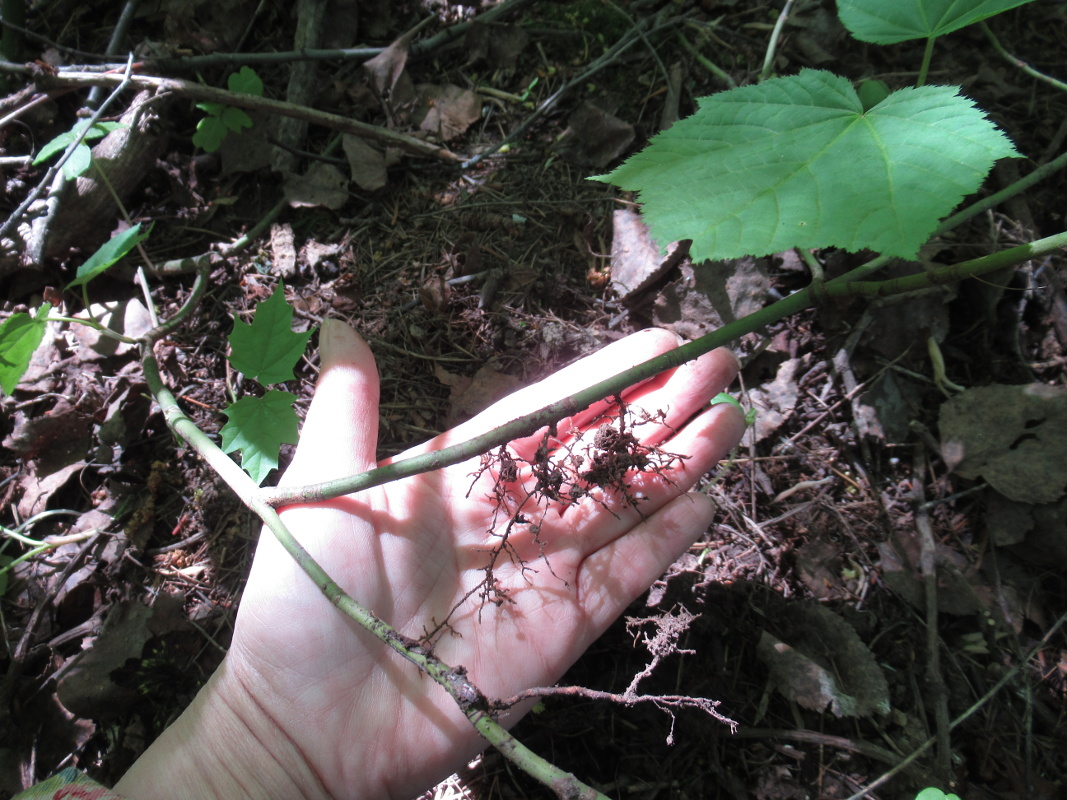 Image of Acer tegmentosum specimen.