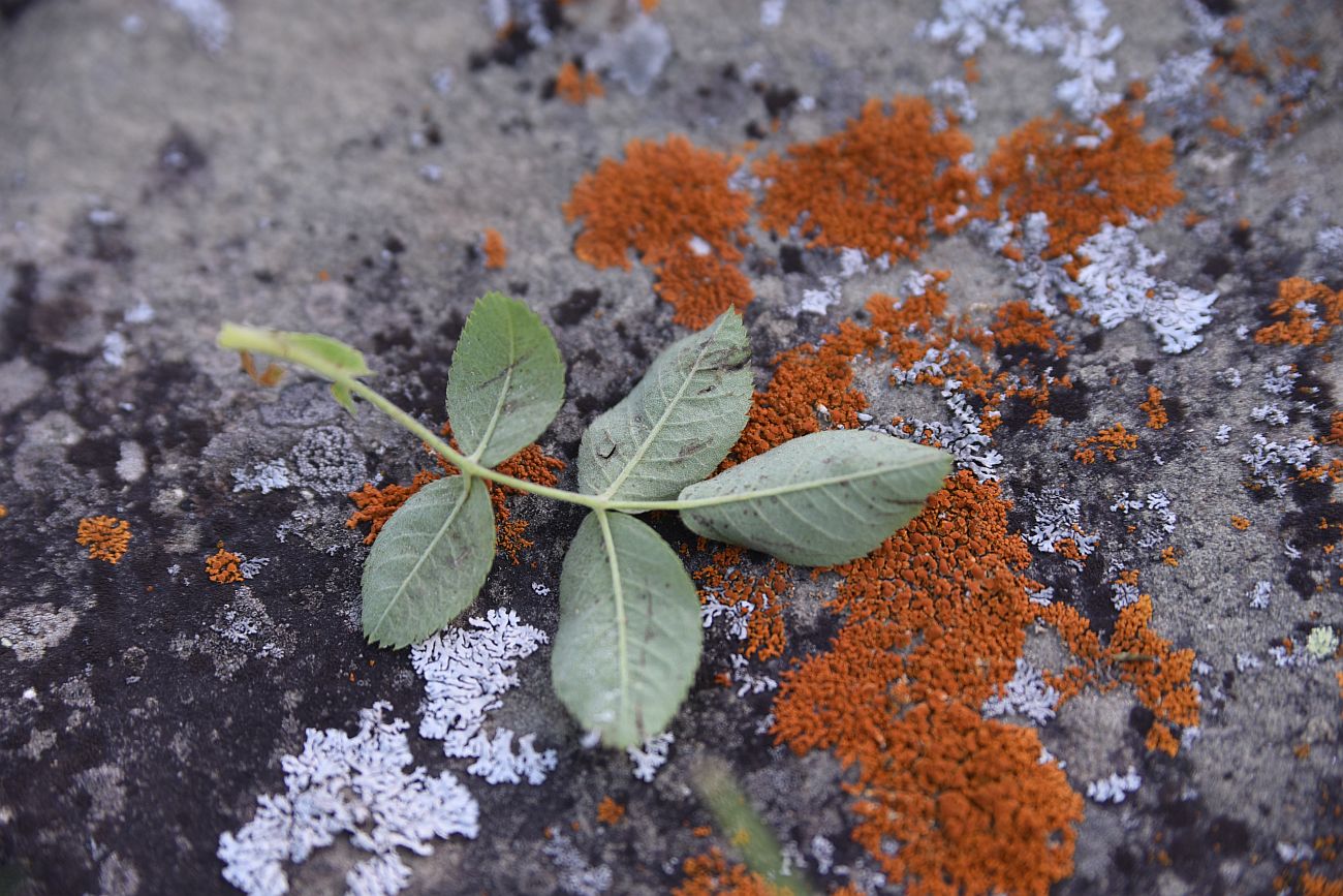 Image of genus Rosa specimen.