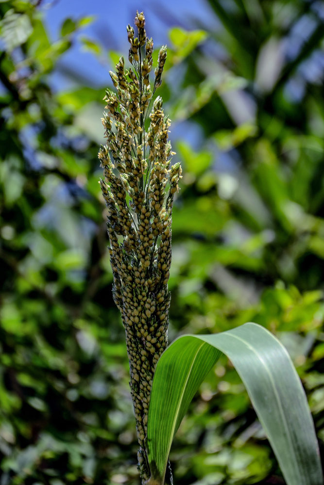 Image of Sorghum bicolor specimen.