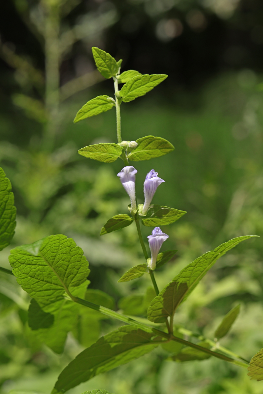 Image of Scutellaria galericulata specimen.