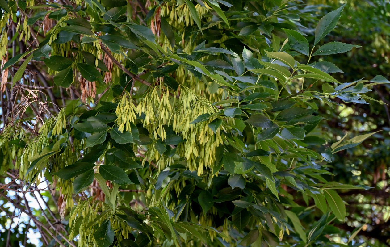 Изображение особи Fraxinus excelsior.