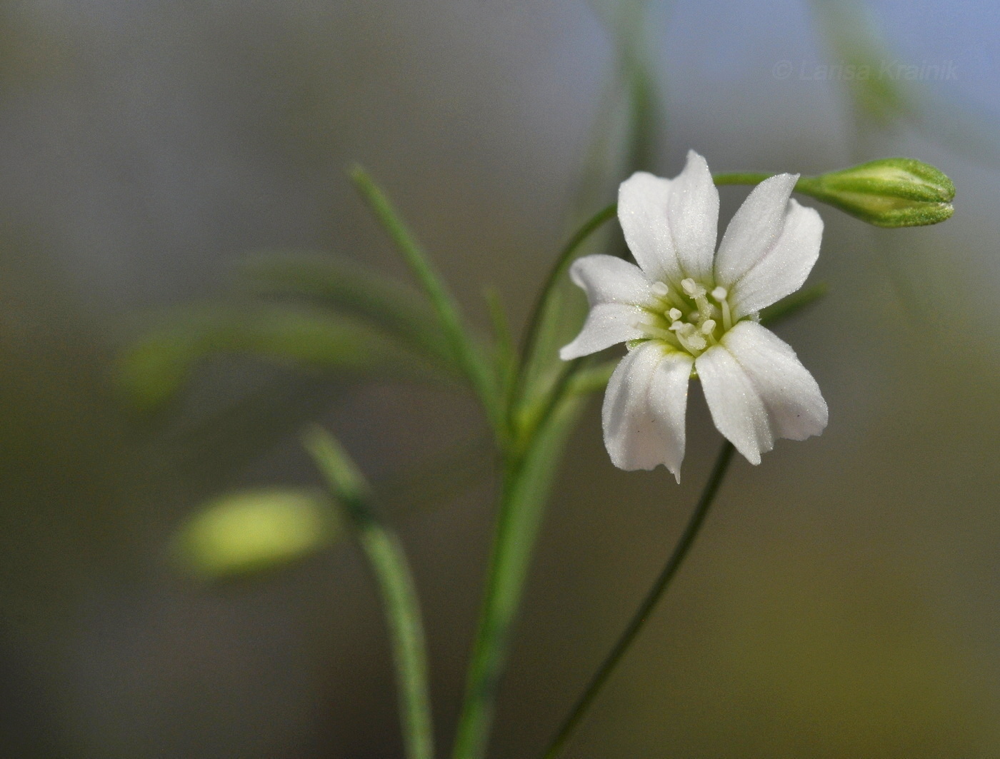 Изображение особи Psammophiliella muralis.