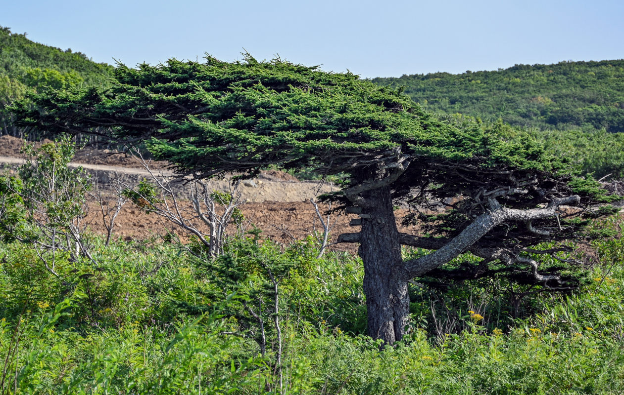 Image of Larix kamtschatica specimen.