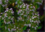 Thymus ovatus