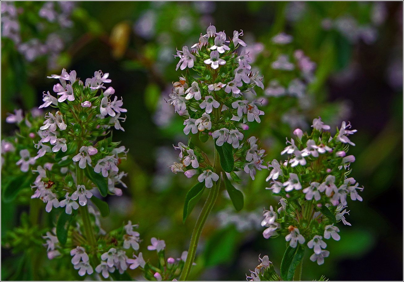 Изображение особи Thymus ovatus.